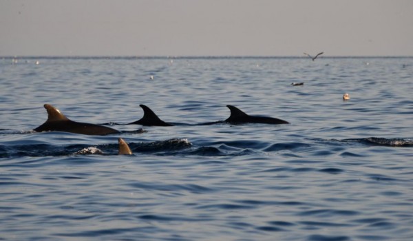 Activities in Rovinj