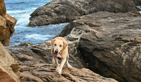 Dog Friendly Beaches Rovinj